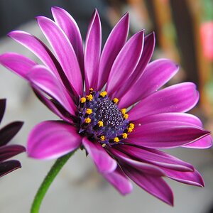 Balkonblume 
Bin noch Anfänger!!