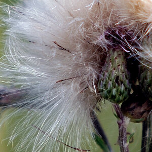 Beispielbilder des Sigma 70-200/2.8 HSM II mit TK Sigma 1.4 EX - 100 % Crop