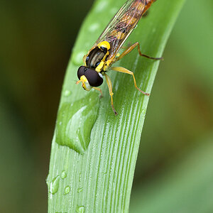 2010 07 22 Stiftschwebfliege 01 03