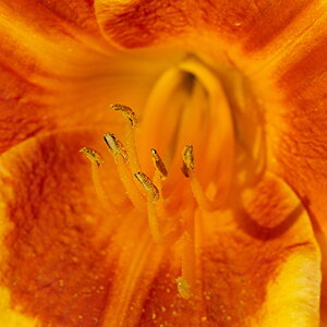 Blüte