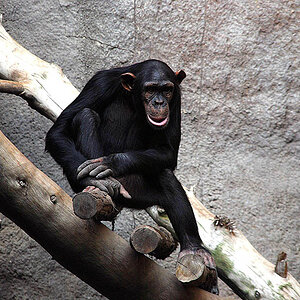 Zoo Leipzig (D40X) DSC 5149 x