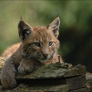 Wildpark Granat 2009 08 14 D2X 3621
· http://www.nikon-fotografie.de/vbulletin/showpost.php?p=1349891&postcount=14