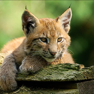 Wildpark Granat 2009 08 14 D2X 3621 2b
· http://www.nikon-fotografie.de/vbulletin/showpost.php?p=1349891&postcount=14