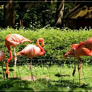 Flamingos