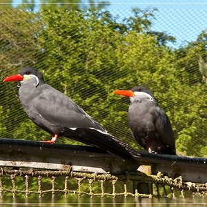 exotisches Vogelpaar