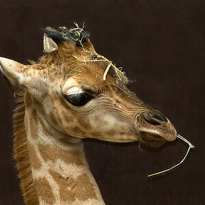 Giraffenbaby D700 - 70 200 + TC III Aalborg Zoo ,