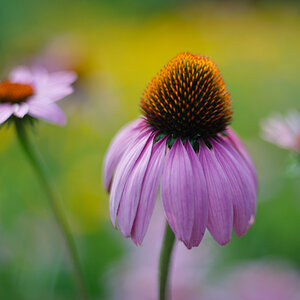 blume50mm1komma3 lzn