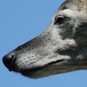 crop
