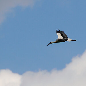 Storch