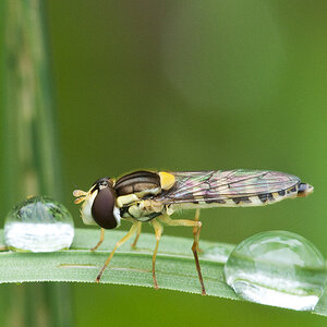 2010 07 27 Schwebfliege 01 01