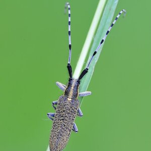 Distelbock (Agapanthia villosoviridescens)