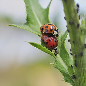 comp glückliche Marienkäfer