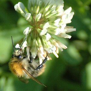 HUMMEL
