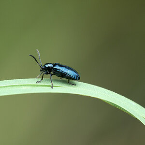 2010 07 22 Blaues Getreidehähnchen 01 04