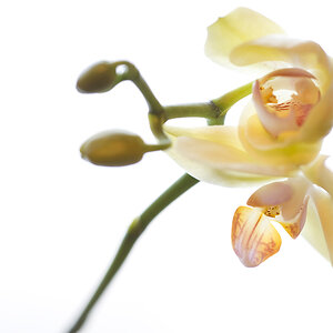 Orchidee1