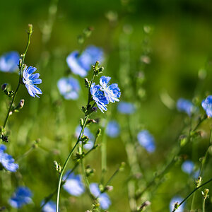 2010 Blumenwiese 001