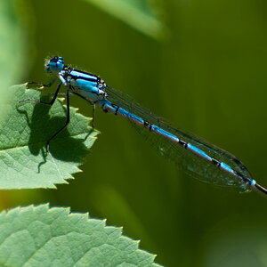 Libelle
