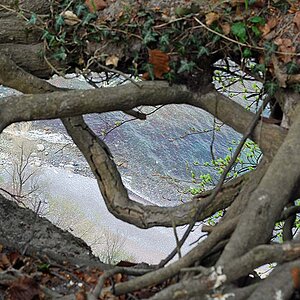 Rügen, Küste durch die Wurzel gesehen (D40, 55mm) DSC 3608 x