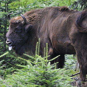 wisent