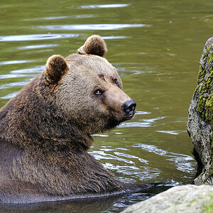 bär 01