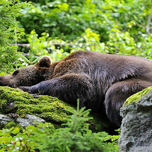 bär 03