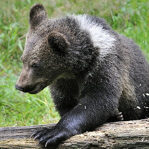 bär 04