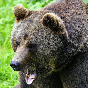 bär 05
