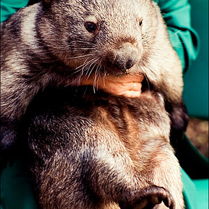 wombat