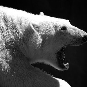 s/w bär