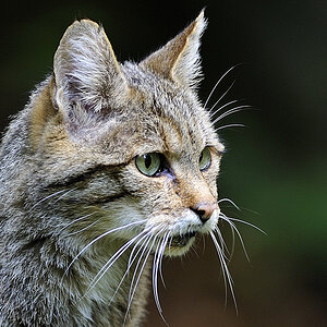 wildkatze 03
