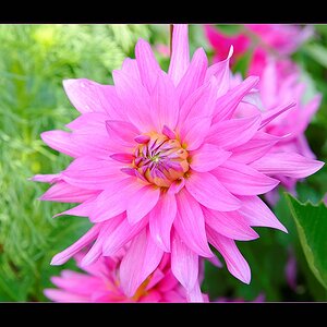 Blüte