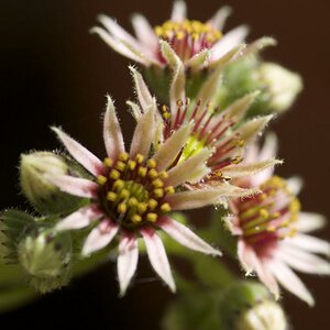Kleine Sterne