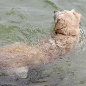 Mein Seehund ;)