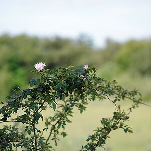 DOF 1