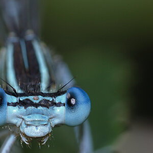 eyes