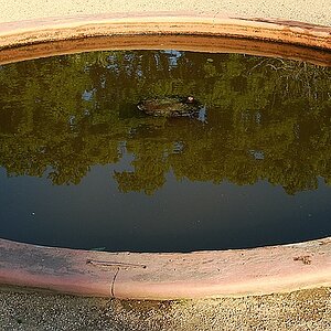 comp DSC 0397z