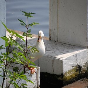 Frau Ente aus Brügge