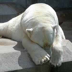 Eisbär