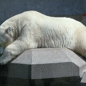 Eisbär