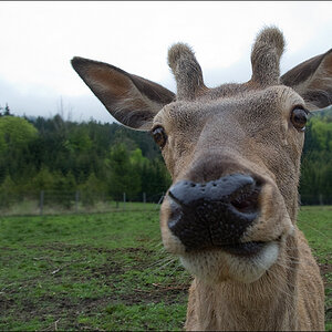 hirsch
