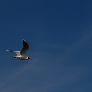 Urlaub Usedom