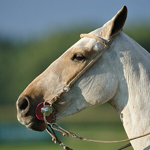 20100828 183314 polo landsberg