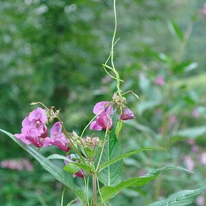 Springkraut im Würgegriff