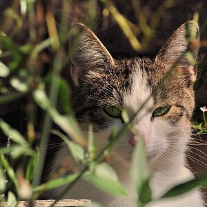 catzx1