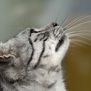 Katze