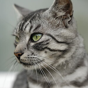 Katze