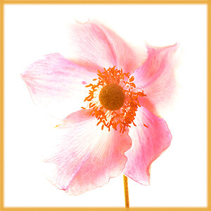 blume3