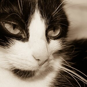 web Katzen 20090315   7648