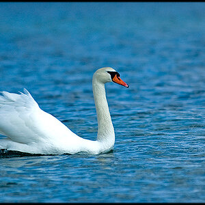 Der Einsame Schwan in Groß