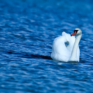 Der Einsame Schwan #2